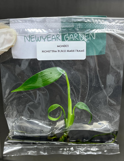 Collection image for: In Stock