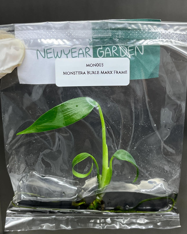 Monstera Burle Marx Frame Tissue Culture (1 item/bag)