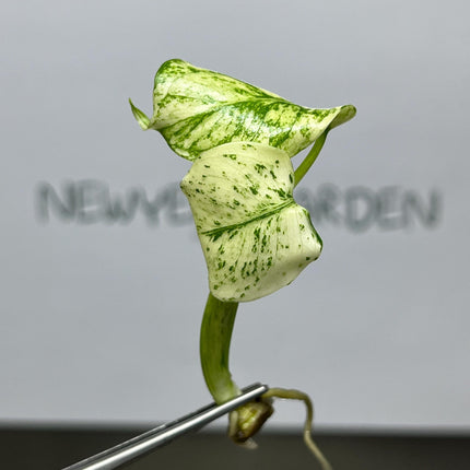 Monstera Deliciosa Mint Variegated Tissue Culture (1 item/bag)