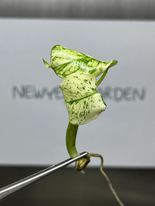 Monstera Deliciosa Mint Variegated Tissue Culture (1 item/bag)