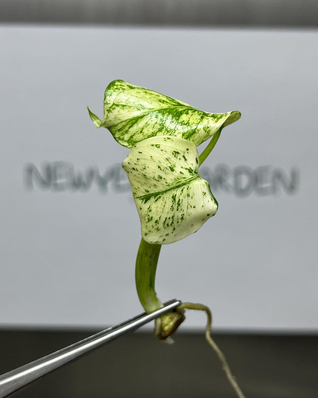 Monstera Deliciosa Mint Variegated Tissue Culture (1 item/bag)
