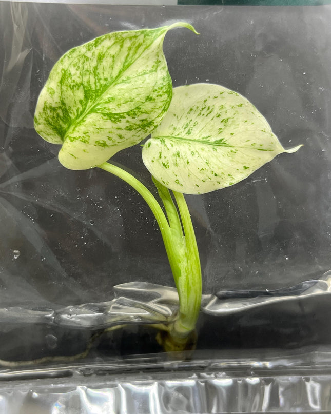 Monstera Deliciosa Mint Variegated Tissue Culture (1 item/bag)