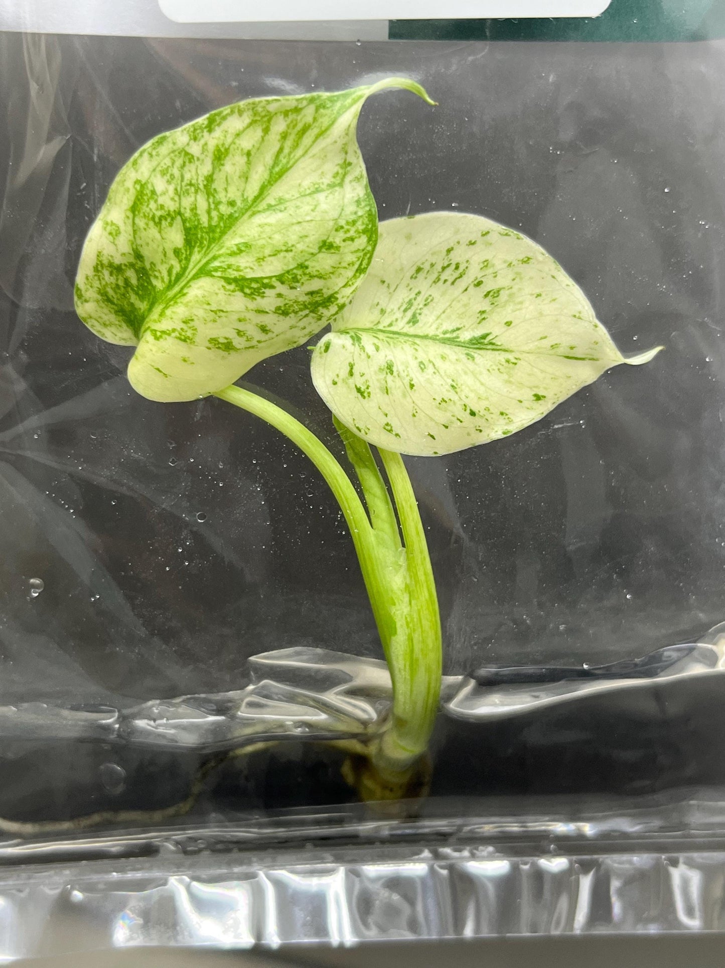 Monstera Deliciosa Mint Variegated Tissue Culture (1 item/bag)