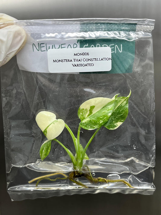 Monstera Thai Constellation Variegated Tissue Culture (1 item/bag)