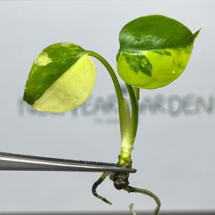 Monstera Yellow Marilyn Variegated (Deliciosa) Tissue Culture (1 item/bag)