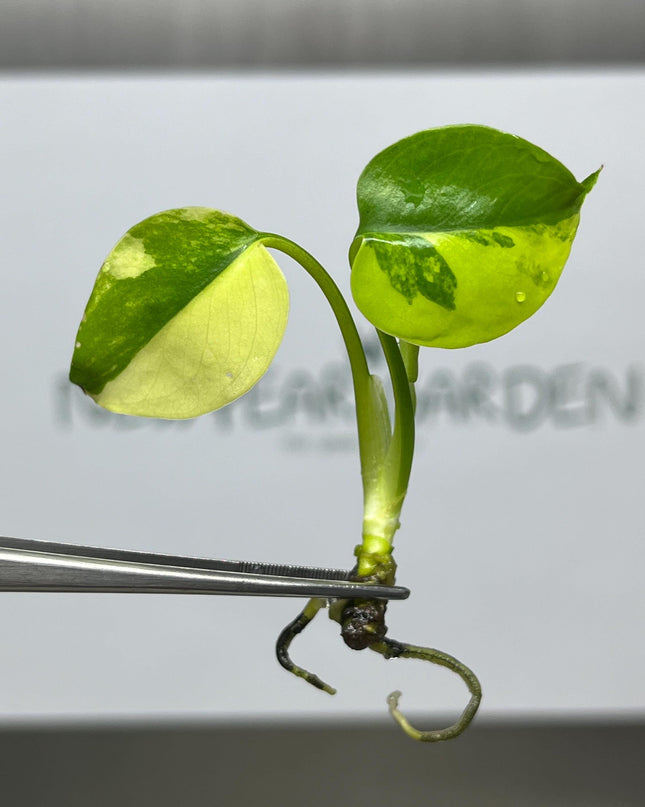 Monstera Yellow Marilyn Variegated (Deliciosa) Tissue Culture (1 item/bag)