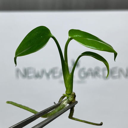 Monstera Sierrana Borsigiana Green (MEXICO) Tissue Culture (1 item/bag)