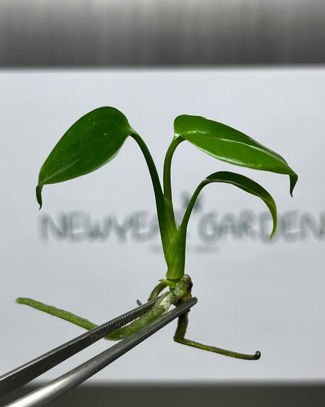 Monstera Sierrana Borsigiana Green (MEXICO) Tissue Culture (1 item/bag)