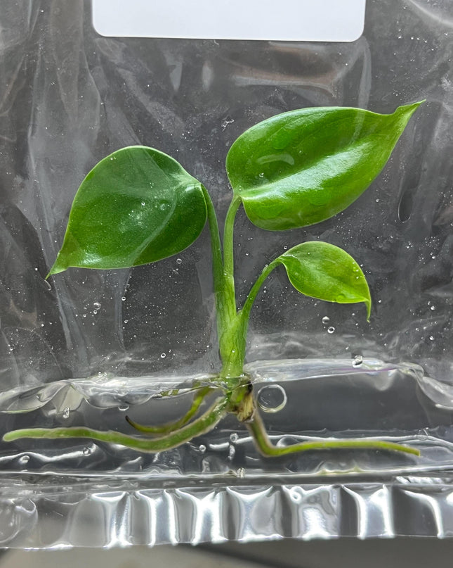 Monstera Sierrana Borsigiana Green (MEXICO) Tissue Culture (1 item/bag)
