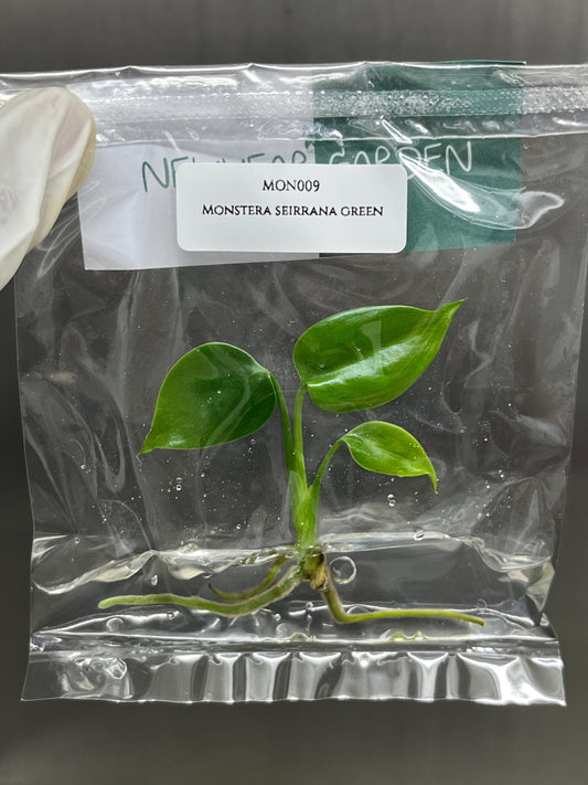Monstera Sierrana Borsigiana Green (MEXICO) Tissue Culture (1 item/bag)