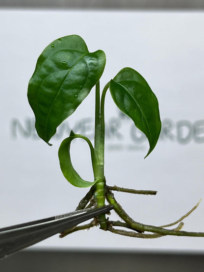 Monstera Obliqua Peru Tissue Culture (1 item/bag)