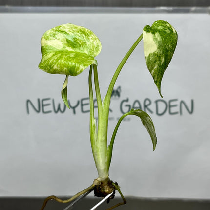 Monstera Legacy Variegated 'T.H.Plants' Tissue Culture (1 item/bag)