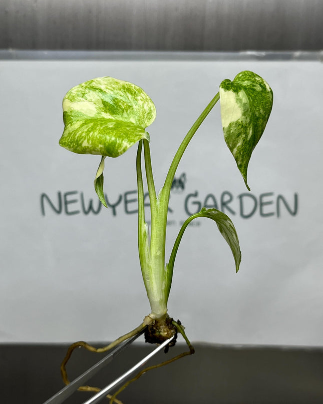 Monstera Legacy Variegated 'T.H.Plants' Tissue Culture (1 item/bag)
