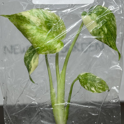 Monstera Legacy Variegated 'T.H.Plants' Tissue Culture (1 item/bag)