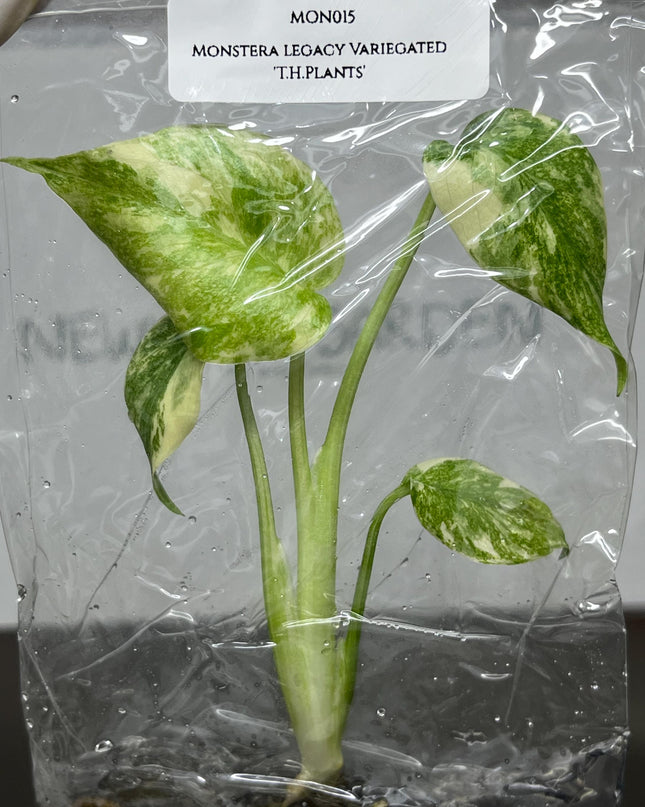 Monstera Legacy Variegated 'T.H.Plants' Tissue Culture (1 item/bag)