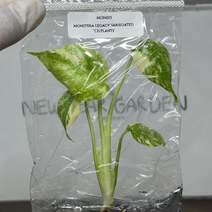 Monstera Legacy Variegated 'T.H.Plants' Tissue Culture (1 item/bag)