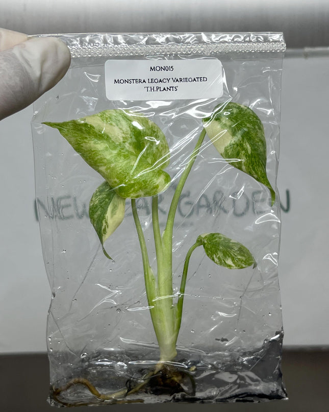 Monstera Legacy Variegated 'T.H.Plants' Tissue Culture (1 item/bag)