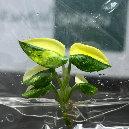 Monstera Standleyana Aurea Variegated Tissue Culture (1 item/bag)