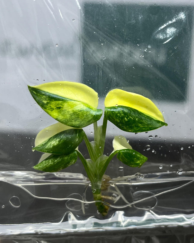 Monstera Standleyana Aurea Variegated Tissue Culture (1 item/bag)