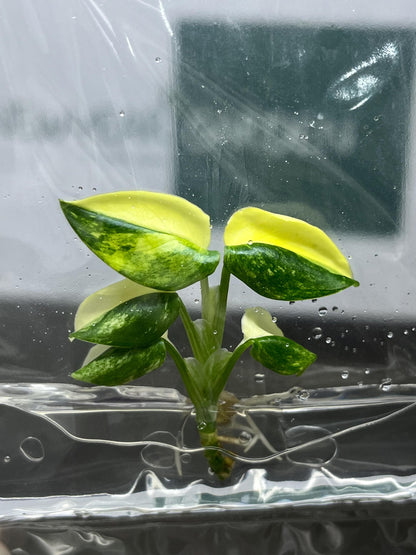 Monstera Standleyana Aurea Variegated Tissue Culture (1 item/bag)