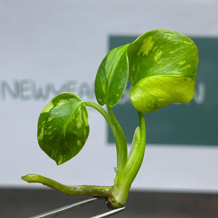 Monstera Electrolight Variegated Tissue Culture (1 item/bag)