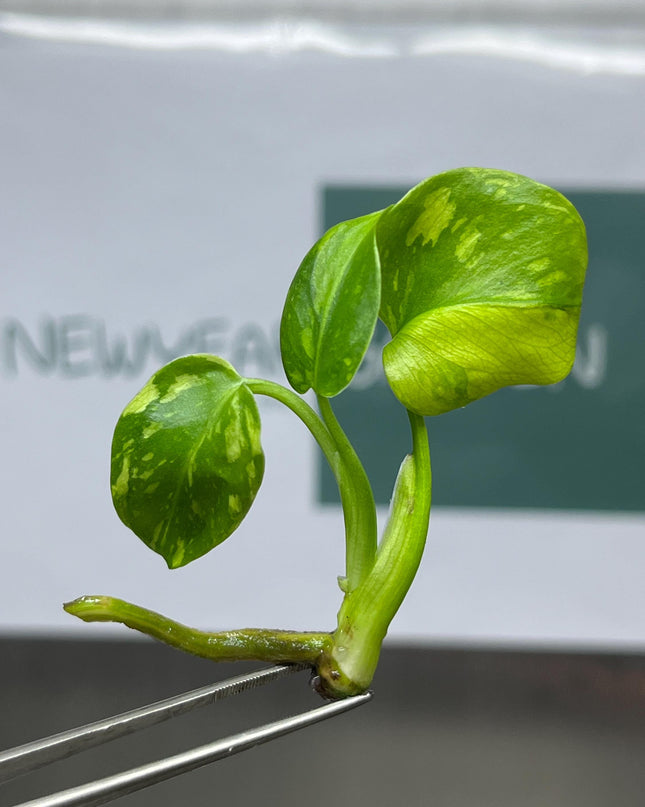 Monstera Electrolight Variegated Tissue Culture B grade (1 item/bag)