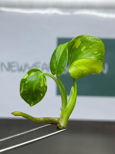 Monstera Electrolight Variegated Tissue Culture B grade (1 item/bag)