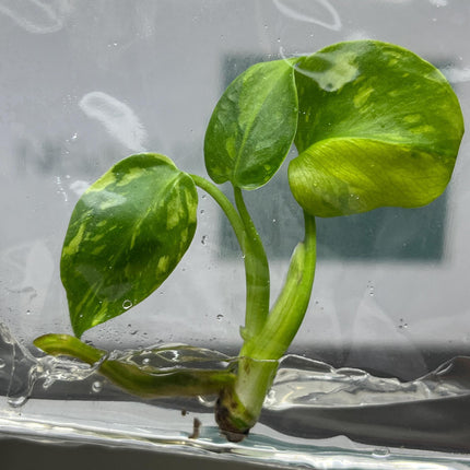 Monstera Electrolight Variegated Tissue Culture (1 item/bag)