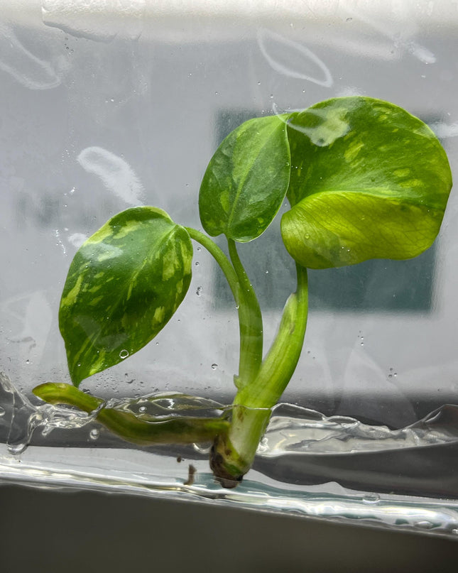Monstera Electrolight Variegated Tissue Culture B grade (1 item/bag)