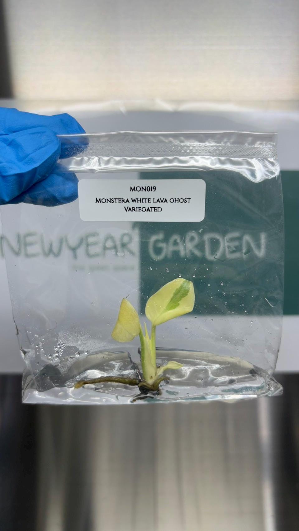 Monstera White Lava Ghost Variegated (Thai Constellation) Tissue Culture (1 item/bag)