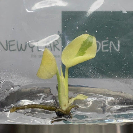 Monstera White Lava Ghost Variegated (Thai Constellation) Tissue Culture (1 item/bag)