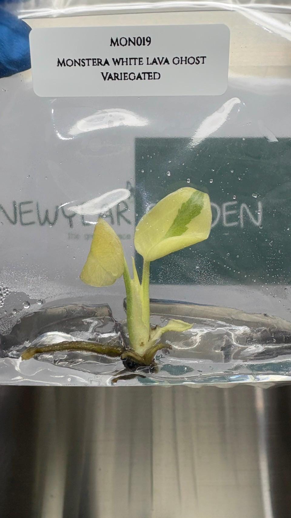 Monstera White Lava Ghost Variegated (Thai Constellation) Tissue Culture (1 item/bag)