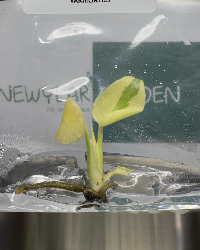 Monstera White Lava Ghost Variegated (Thai Constellation) Tissue Culture (1 item/bag)