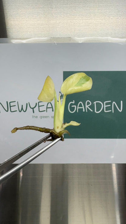 Monstera White Lava Ghost Variegated (Thai Constellation) Tissue Culture (1 item/bag)