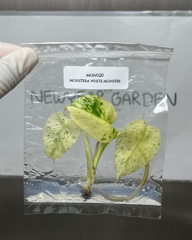 Monstera White Monster Tissue Culture (1 item/bag)
