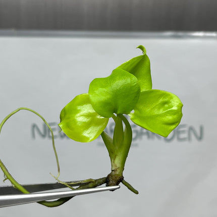 Monstera Deliciosa Lemon Lime Tissue Culture (1 item/bag)