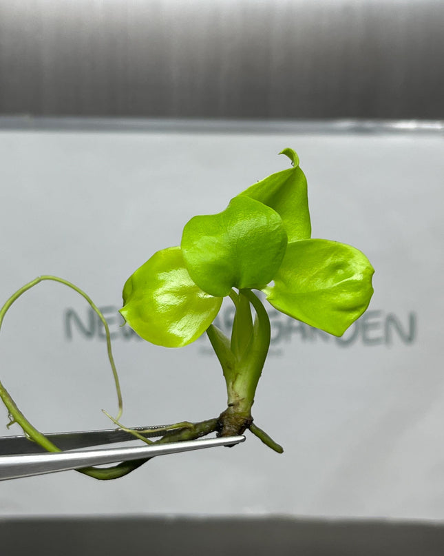 Monstera Deliciosa Lemon Lime Tissue Culture (1 item/bag)