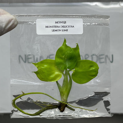 Monstera Deliciosa Lemon Lime Tissue Culture (1 item/bag)