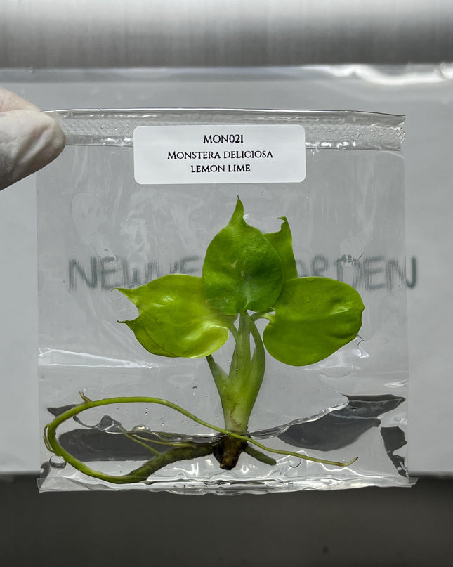 Monstera Deliciosa Lemon Lime Tissue Culture (1 item/bag)