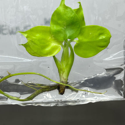 Monstera Deliciosa Lemon Lime Tissue Culture (1 item/bag)