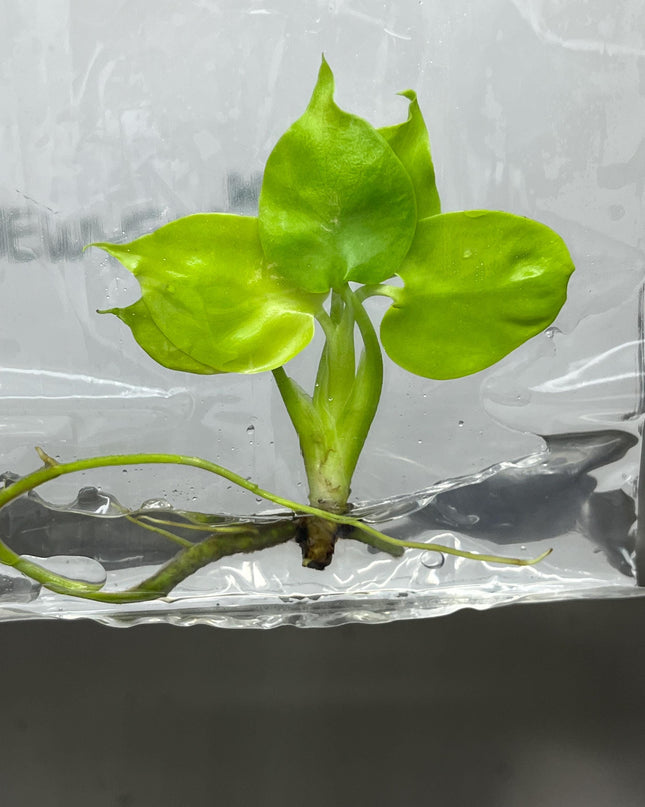 Monstera Deliciosa Lemon Lime Tissue Culture (1 item/bag)