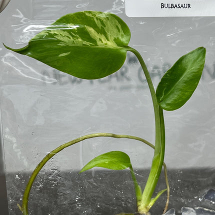 Monstera Deliciosa Bulbasaur Tissue Culture (1 item/bag)