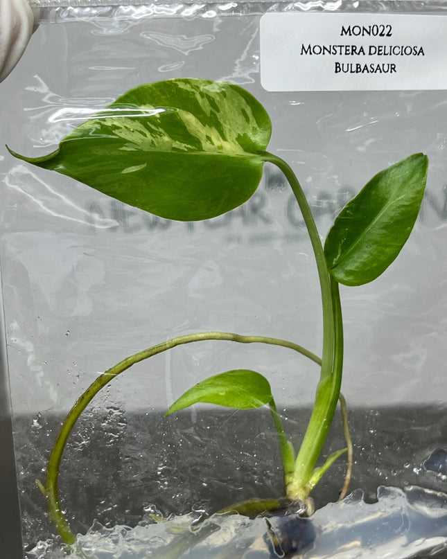 Monstera Deliciosa Bulbasaur Tissue Culture B grade (1 item/bag)