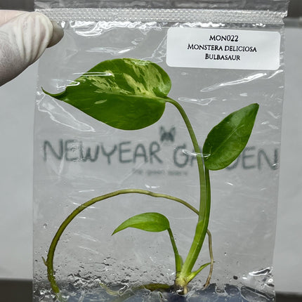 Monstera Deliciosa Bulbasaur Tissue Culture (1 item/bag)