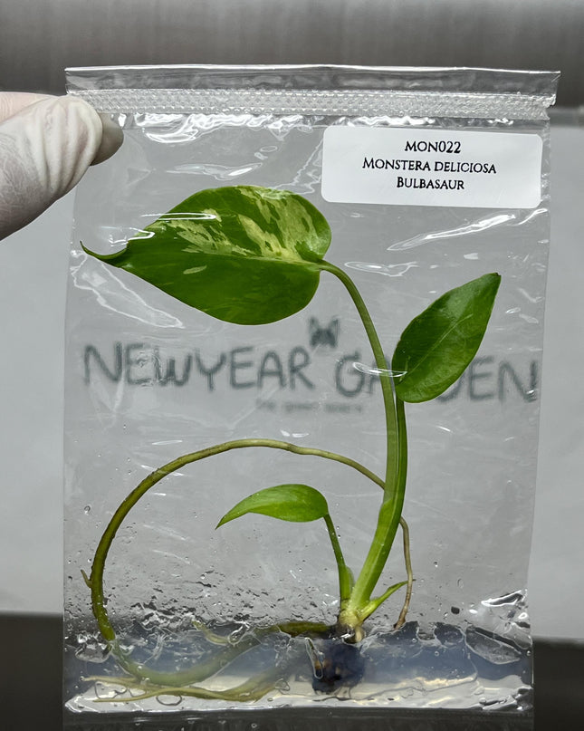 Monstera Deliciosa Bulbasaur Tissue Culture B grade (1 item/bag)