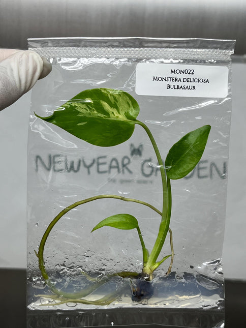 Monstera Deliciosa Bulbasaur Tissue Culture B grade (1 item/bag)