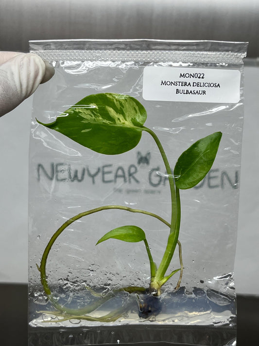 Monstera Deliciosa Bulbasaur Tissue Culture B grade (1 item/bag)