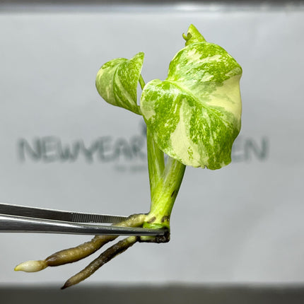 Monstera Creme Brulee Tissue Culture (1 item/bag)