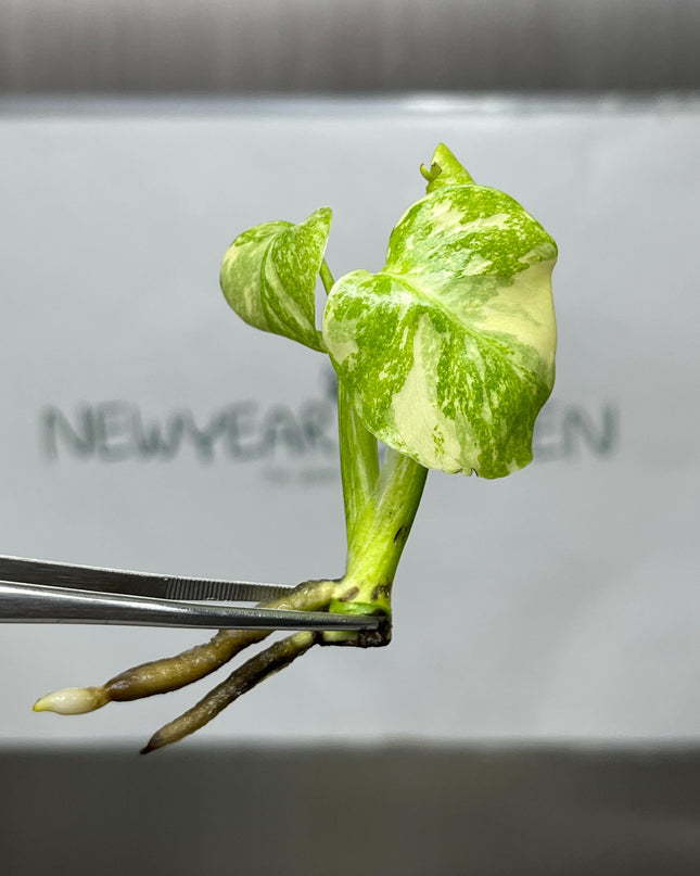 Monstera Creme Brulee Tissue Culture (1 item/bag)