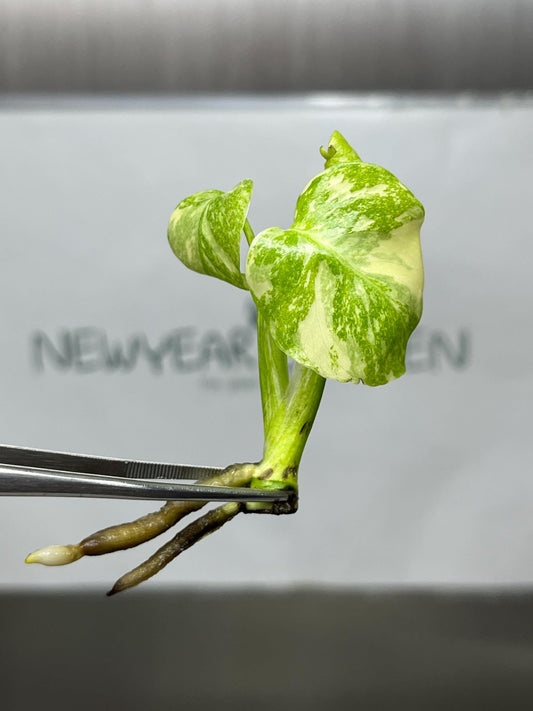 Monstera Creme Brulee Tissue Culture (1 item/bag)